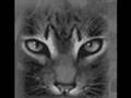 Jaypaw- Look Through My Eyes