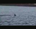 Sea Jet - Henrik Sea Jet - Henrik