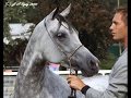 videos de The horses of Mystique Arabians
