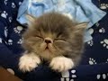 Спящий котенок