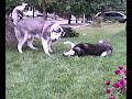 sky and seseme playing