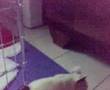 bulldogue francese ETTORE cesena