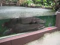 m�s peces