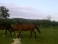 my horse in field for first time