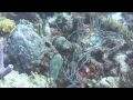 dive buddies