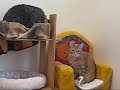 La chatterie 2