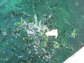 Snorkelling around Ko Lanta