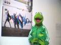 kermit adicolor