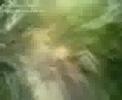 Jackass Jungle