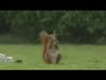 eichhrnchen fuball eichhrnchen fuball