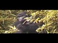 safari-drive.html