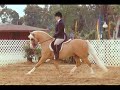 *Wedderlie Mardi Gras - Imported Welsh Pony stallion
