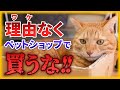 【ペットショップで買うな】飼うなら保護猫にして下さい