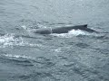 emj humpback whales