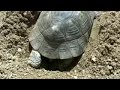 testudo-marginata-laying-eggs-ponte-doeufs.html