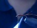 Tying a hare's ear nymph