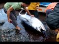 ALGERIE dellys p�che THON  rouge EL KOSS (bluefin tuna)
