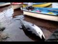 ALGERIE dellys péche THON  rouge EL KOSS (BIG bluefin tuna)