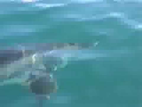 White Shark attacks our boat