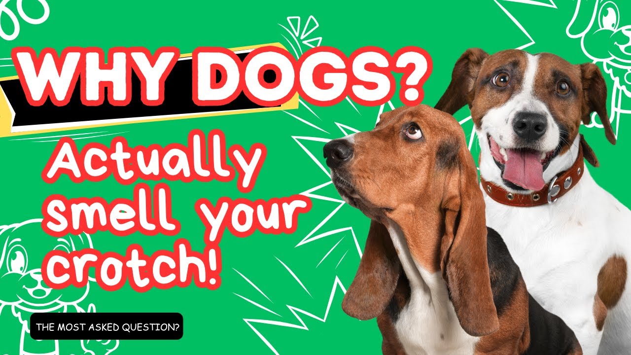 IF your dog 🦮🦮 is sniffing your genital area, it means you have… 6 See