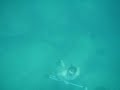 Pesca submarina en Japon Pesca submarina en Japon