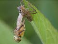 metamorphose d\ metamorphose d\
