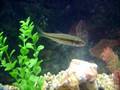 Fall Fish