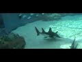 Aquarium of the Pacific
