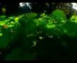 M�ziksiz ilahiler 73   Bir gece  Mirac 