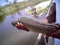 Mudfish no.2