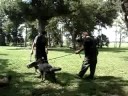 Honcho - Shutzhund training