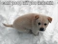 Very Funny Dogs 2