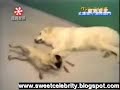 Funny Dog Thief