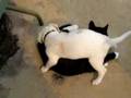 Clawless Cat vs Hyper Puppy 2