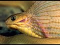 Cobra engolindo um ovo de avestruz!... Cobra engolindo um ovo de avestruz!...