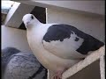 Sandy Bain racing pigeons Simply The Best 9
