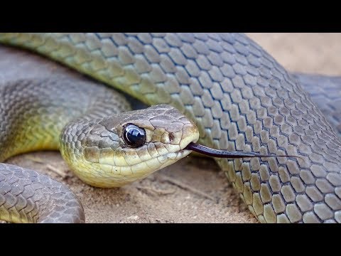 YouTube reptile video