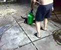 Funny Cat