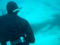 spearfishing -northern mozambique - YouTube