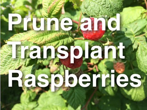 how to transplant raspberries in fall