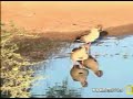 Egyptian Geese at Pete\