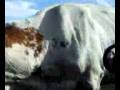 vache.3gp