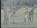 Giraffe\