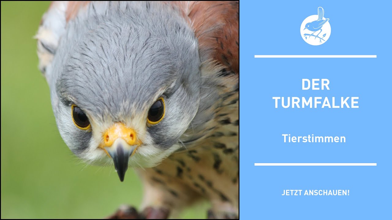 Vogelstimmen: Der Turmfalke - Kestrel - Falco tinnunculus (4k)