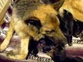 1 week old German Shepherd (Alsation) puppies