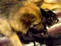 1 week old German Shepherd (Alsation) puppies