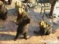 Bear Wants Food~!