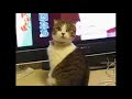 dramatic-cat-i-love-tv.html