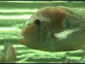 Fische Fische