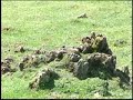Erdizi buruzko inkesta